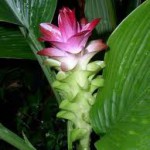 curcuma