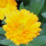 Calendula_officinalis1