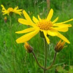 arnica