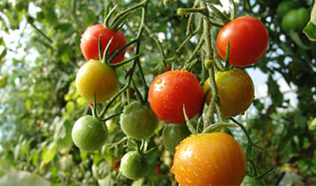 organic-tomatoes