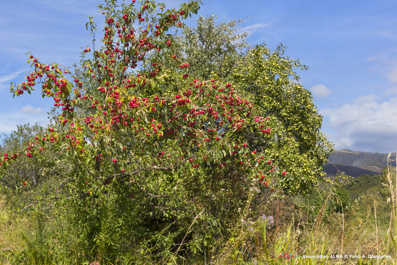 16_Due esemplari di Malus sieversii