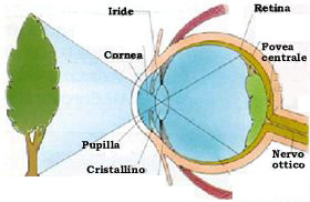 lunghezza focale occhio umano