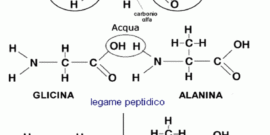aminoacidi essenziali