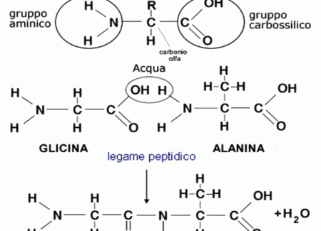 aminoacidi essensiali