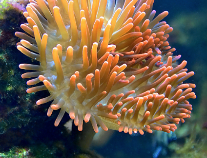barriera corallina mauritius