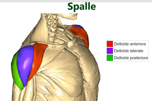 esercizi per le spalle